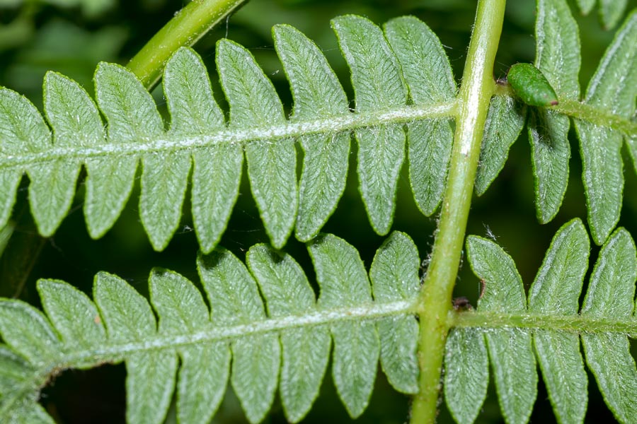 Pteridium aquilinum / Felce aquilina